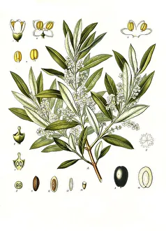 Medicinal plant, Olive tree (Olea europaea)