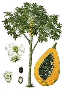 Medicinal plant, papaya (Carica papaya)