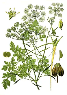 Medicinal plant, Parsley (Petroselinum crispum) (Petroselinum sativum)