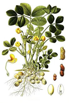 Medicinal plant, Peanut (Arachis hypogaea)