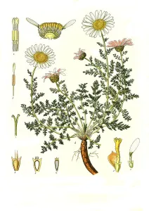 Medicinal plant, Perennial pellitory (Anacyclus pyrethrum)
