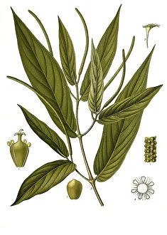 Medicinal plant, Piper angustifolium