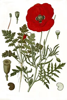 Medicinal plant, poppy flowers (Papaver rhoeas)