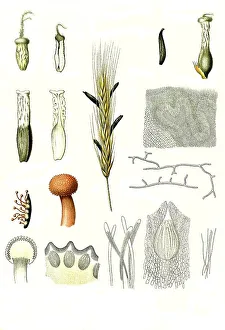 Medicinal plant, Purple ergot fungi (Claviceps purpurea) (Claviceps)