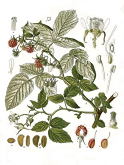Medicinal plant, Raspberry (Rubus idaeus)