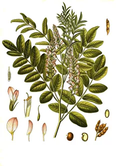 Medicinal plant, Real liquorice (Glycyrrhiza glabra) is a species of plant in the butterfly family