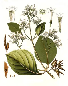 Medicinal plant, Red cinchona tree