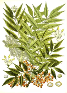 Medicinal plant, Rhus succedanea
