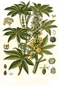 Medicinal plant, Ricinus communis