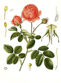 Medicinal plant, Rosa -- centifolia