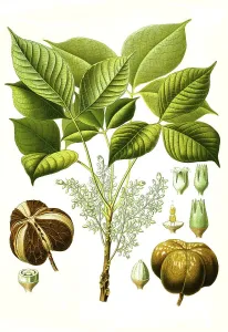 Medicinal plant, rubber tree (Hevea brasiliensis) or para-rubber tree