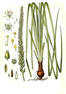 Medicinal plant, Sabadill (Schoenocaulon officinale) (Sabadilla officinarum) (Veratrum officinale) (Asagraea officinale)