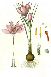 Medicinal plant, saffron crocus (Crocus sativus)