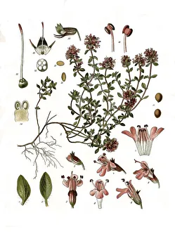 Medicinal plant, sand thyme (Thymus serpyllum) or field thyme