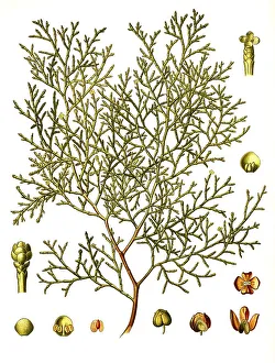 Medicinal plant, sandarac tree (Tetraclinis articulata)