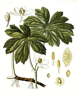 Medicinal plant, Shield-shaped footleaf