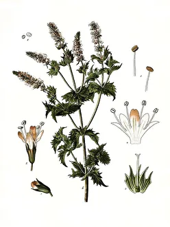 Medicinal plant, spearmint, Mentha viridis