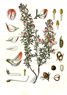Medicinal plant, spiny restharrows (Ononis spinosa)