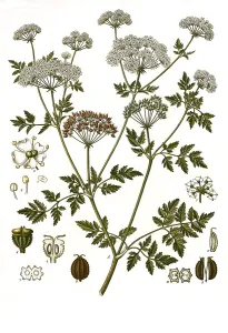 Medicinal plant, Spotted hemlock (Conium maculatum) is a species of plant from the hemlock