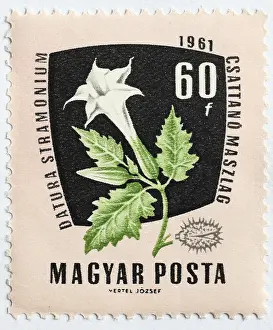 Medicinal plant as stamp motif