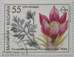 Medicinal plant as stamp motif