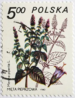 Medicinal plant as stamp motif