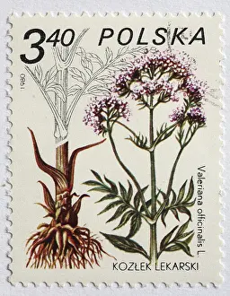 Medicinal plant as stamp motif