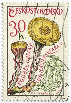 Medicinal plant as stamp motif