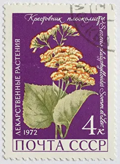 Medicinal plant as stamp motif