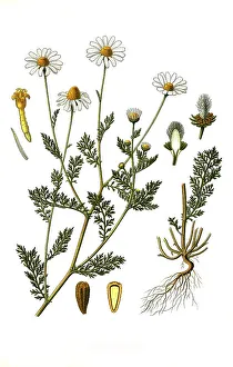 Medicinal plant, Stinking chamomile (Anthemis cotula)