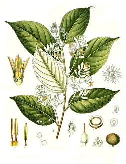 Medicinal plant, Storax tree (Styrax spp) yields benzoin resin