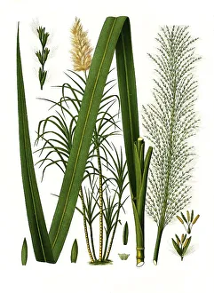 Medicinal plant, sugar cane (Saccharum officinarum)