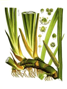 Medicinal plant, sweet flag (Acorus calamus)