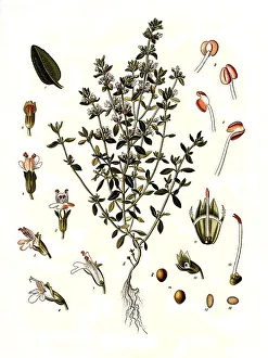 Medicinal plant, thyme, also known as common thyme (Thymus vulgaris)