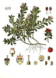 Medicinal plant, True or kinnikinnick (Arctostaphylos uva-ursi) is a species of plant in the bearberry genus