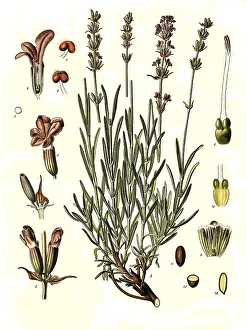 Medicinal plant, True lavender or common lavender (Lavandula officinalis) Lavandula vera