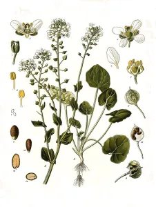 Medicinal plant, True scurvygrass (Cochlearia) officinalis