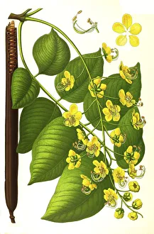 Medicinal plant, tubular cassia or tubular cassia