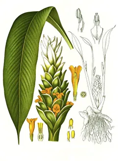 Medicinal plant, turmeric (Curcuma longa) or curcume