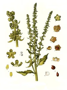 Medicinal plant, turnip, Beta vulgaris