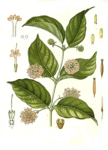 Medicinal plant, Uncaria gambir