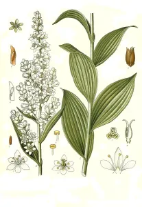 Medicinal plant, white false hellebornes (Veratrum album)