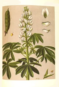 Medicinal plant, white lupin (Lupinus albus)