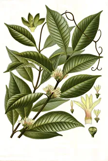 Medicinal plant, Willoughbya firma