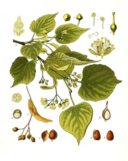 Medicinal plant, Winter lime (Tilia cordata)