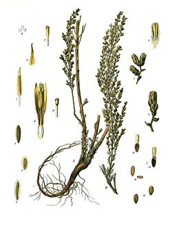 Medicinal plant, worm seed, Artemisia cina
