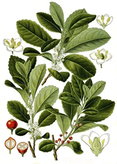 Medicinal plant, yerba mate (Ilex paraguariensis)