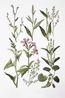 Medicinal plants: Bird's knotweed