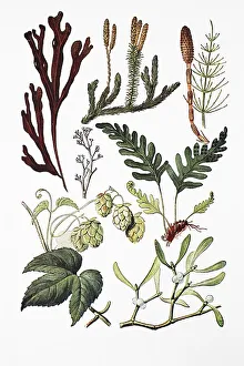 Medicinal plants: Bladderwrack