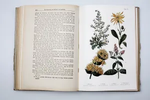 Medicinal plants, from the book